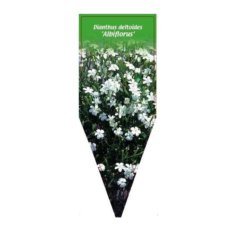 dianthus-deltoides-albiflorus-0