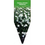 dianthus-deltoides-albiflorus-0