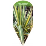 yucca-filamentosa-color-guard-0