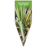 yucca-filamentosa-color-guard-b0