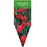 dianthus-deltoides-leuchtfunk-0