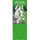 digitalis-purpurea-virtuoso-lavender-0