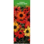 echinacea-cheyenne-spirit-0