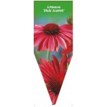 echinacea-dixie-scarlet-a0