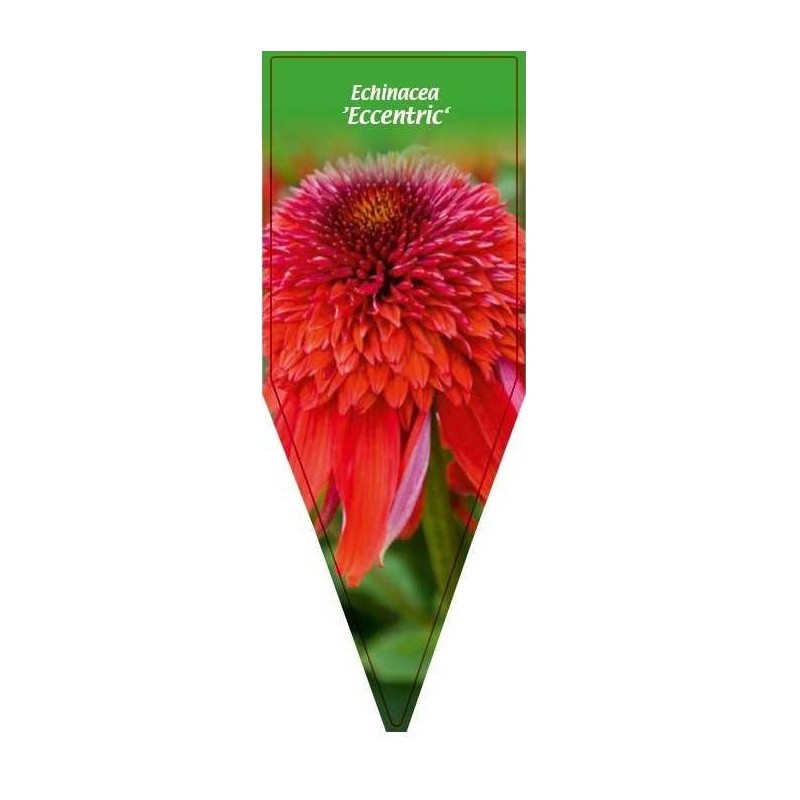 echinacea-eccentric-0