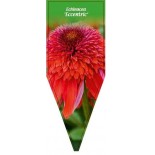 echinacea-eccentric-0