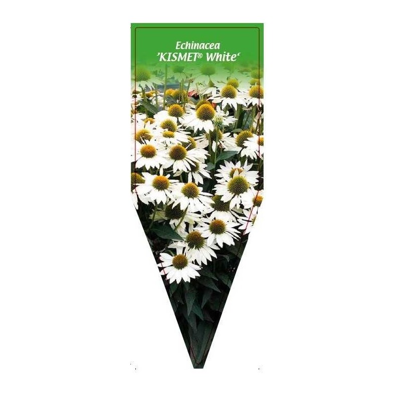 echinacea-kismet-white-0