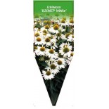 echinacea-kismet-white-0