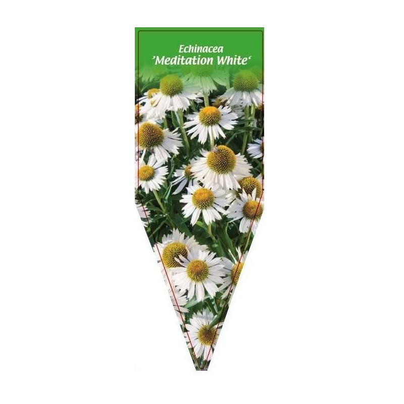 echinacea-meditation-white-0