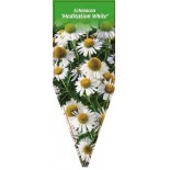 echinacea-meditation-white-0