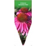 echinacea-sensation-pink-0