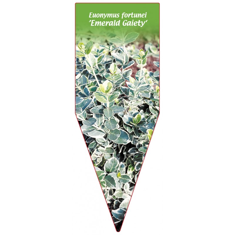 euonymus-fortunei-emerald-gaiety-0