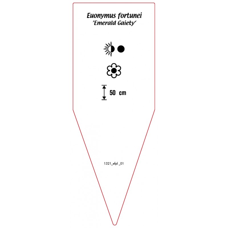 euonymus-fortunei-emerald-gaiety-1