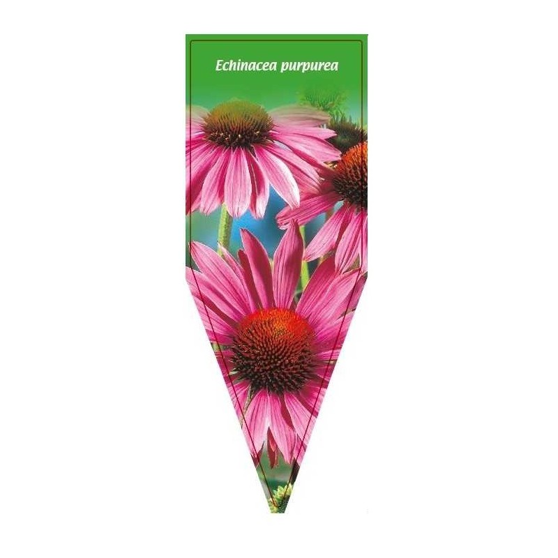 echinacea-purpurea-rosa-c0