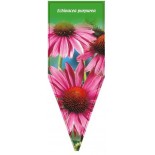 echinacea-purpurea-rosa-c0