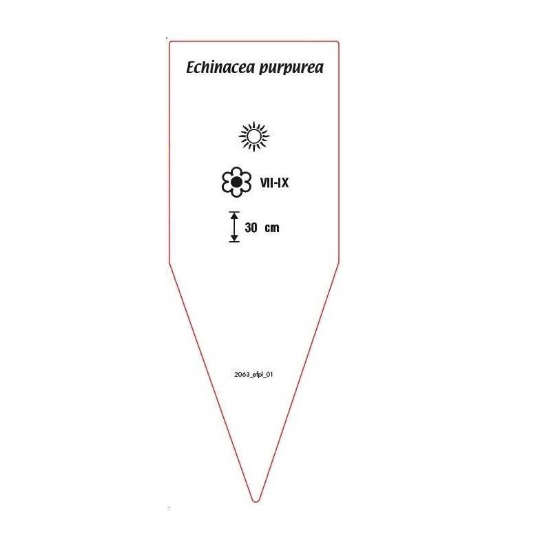 echinacea-purpurea-rosa-c1