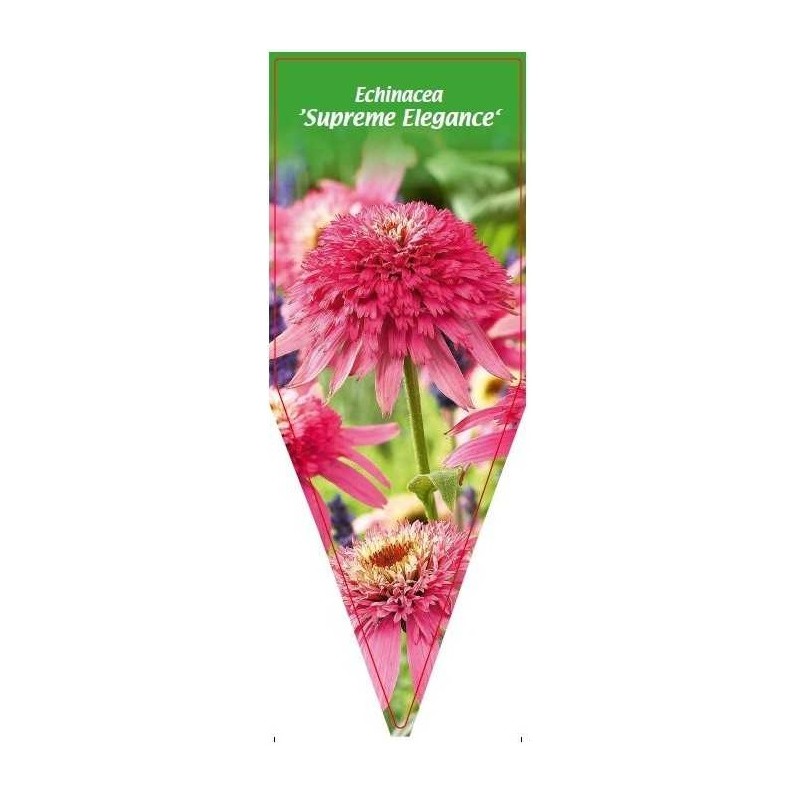 echinacea-supreme-elegance-0