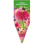 echinacea-supreme-elegance-0