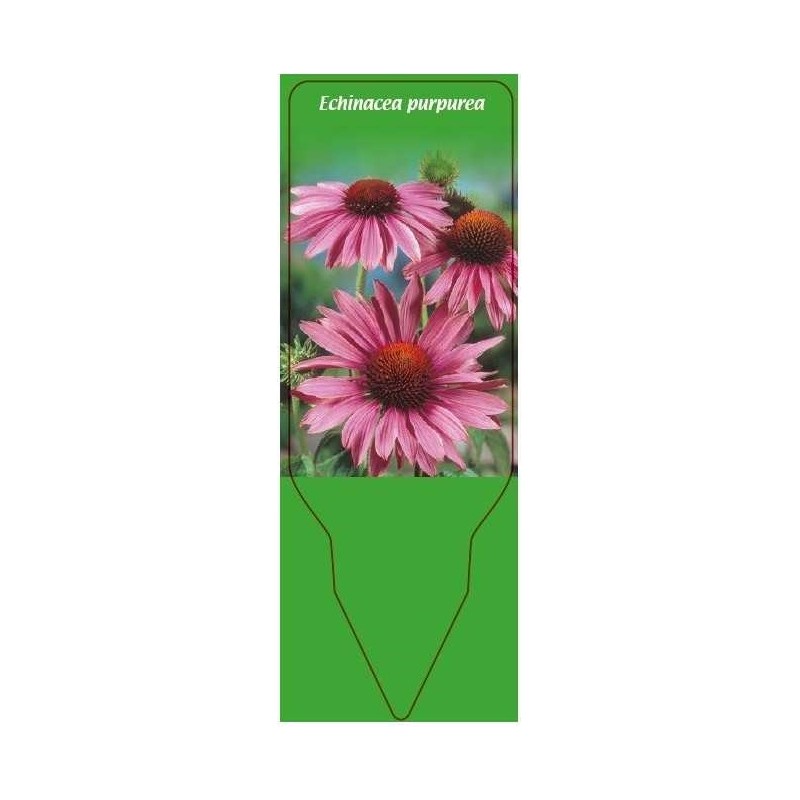 echinacea-purpurea0