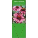 echinacea-purpurea0