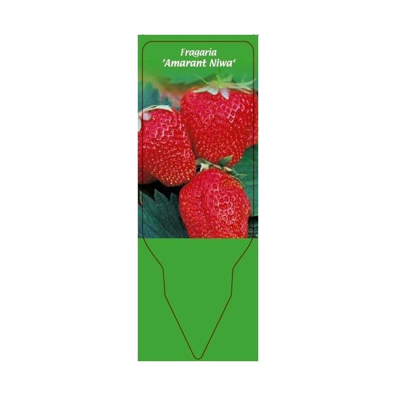 fragaria-amarant-niwa-a0