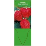 fragaria-amarant-niwa-a0