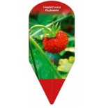 fragaria-vesca-poziomka0