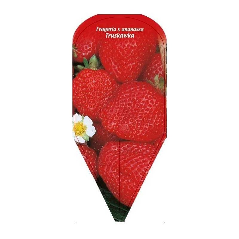 fragaria-x-ananassa-truskawka-20