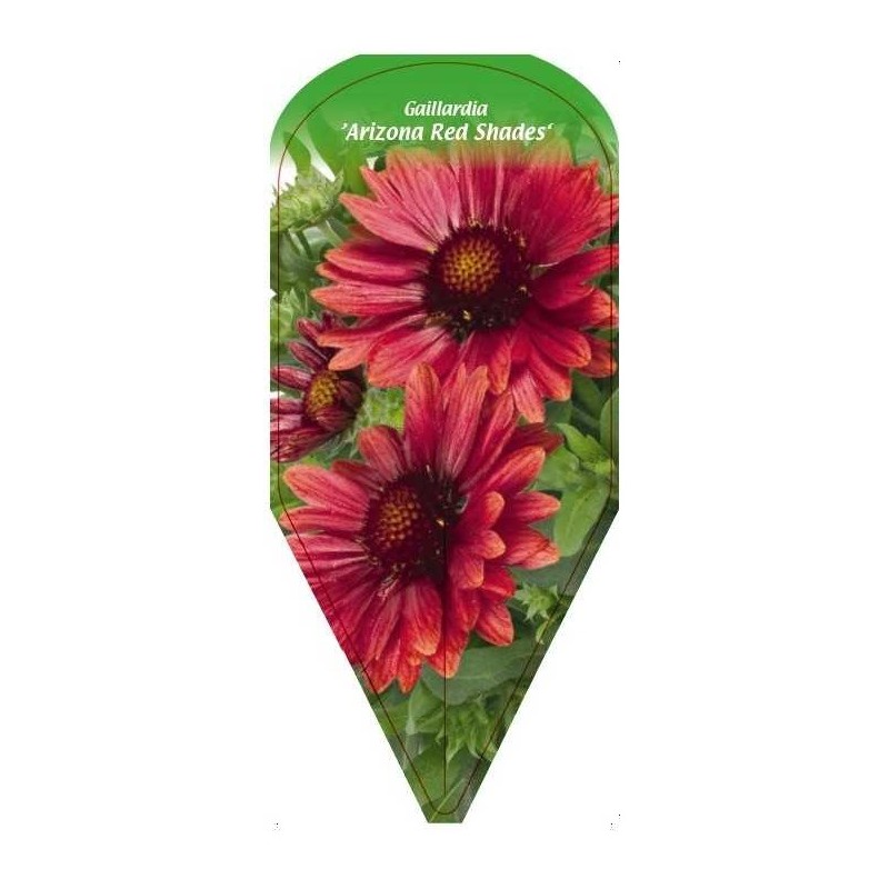 gaillardia-arizona-red-shades-0