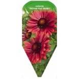 gaillardia-arizona-red-shades-0