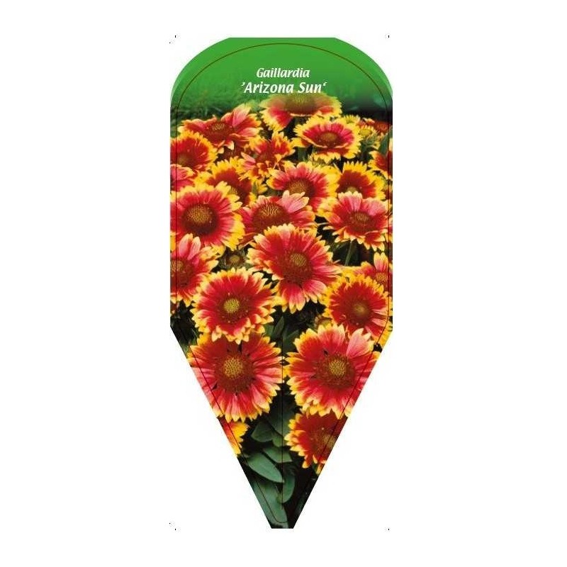 gaillardia-arizona-sun-0