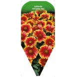 gaillardia-arizona-sun-0