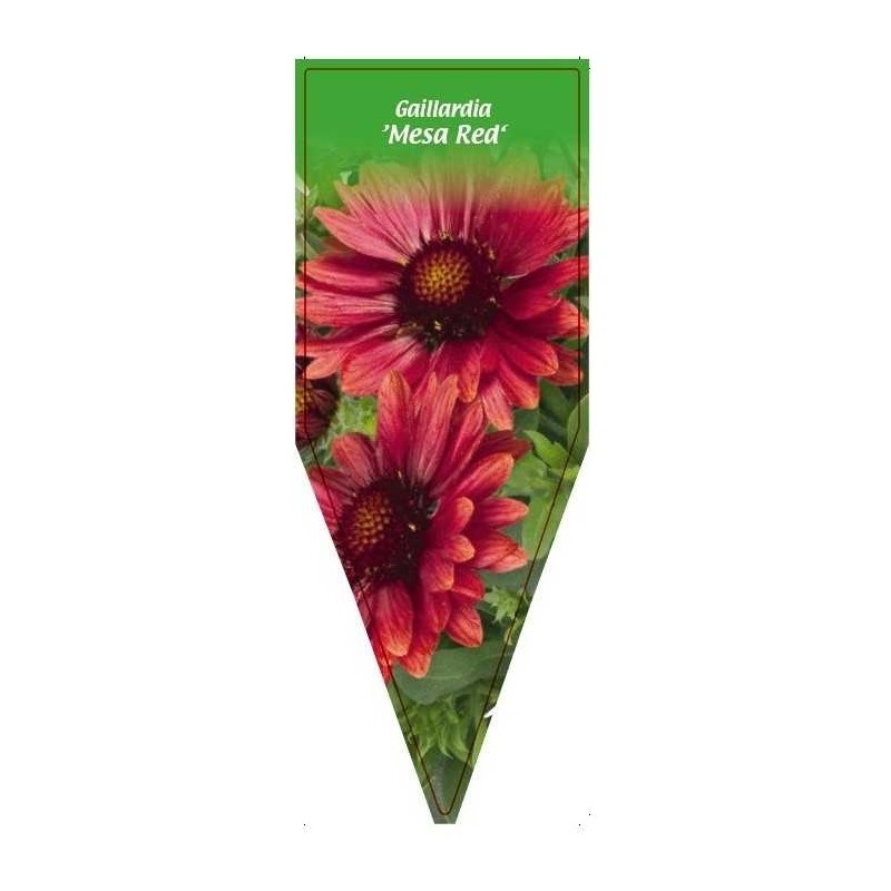 gaillardia-mesa-red-0