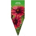 gaillardia-mesa-red-0