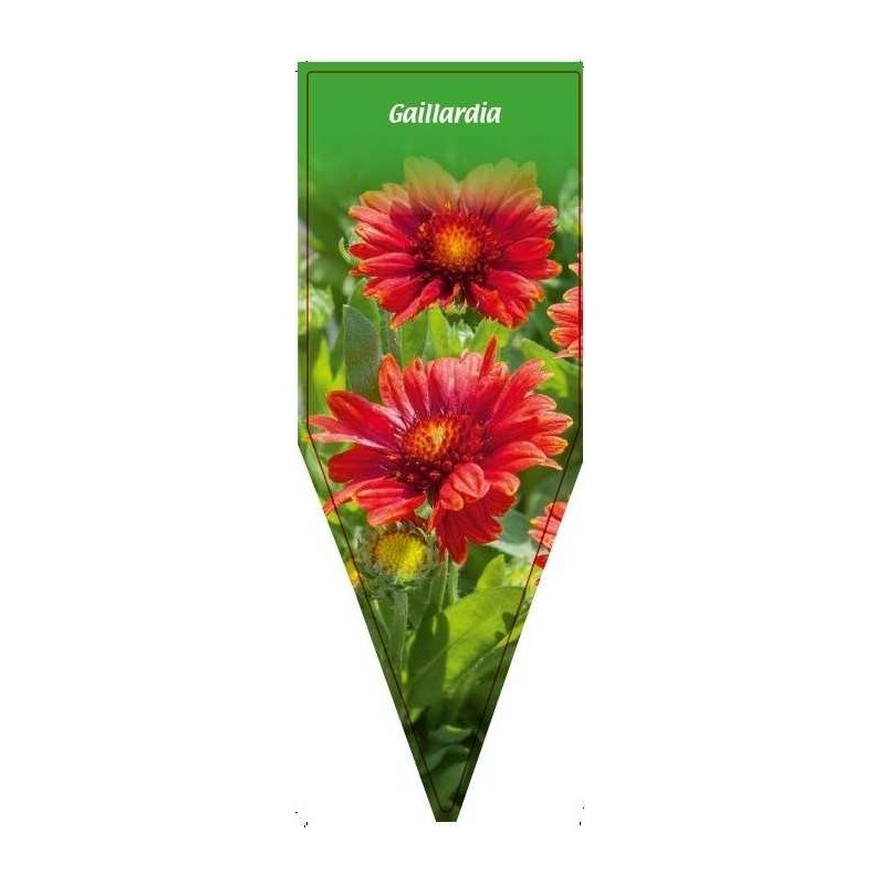 gaillardia-rot-20