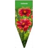 gaillardia-rot-20