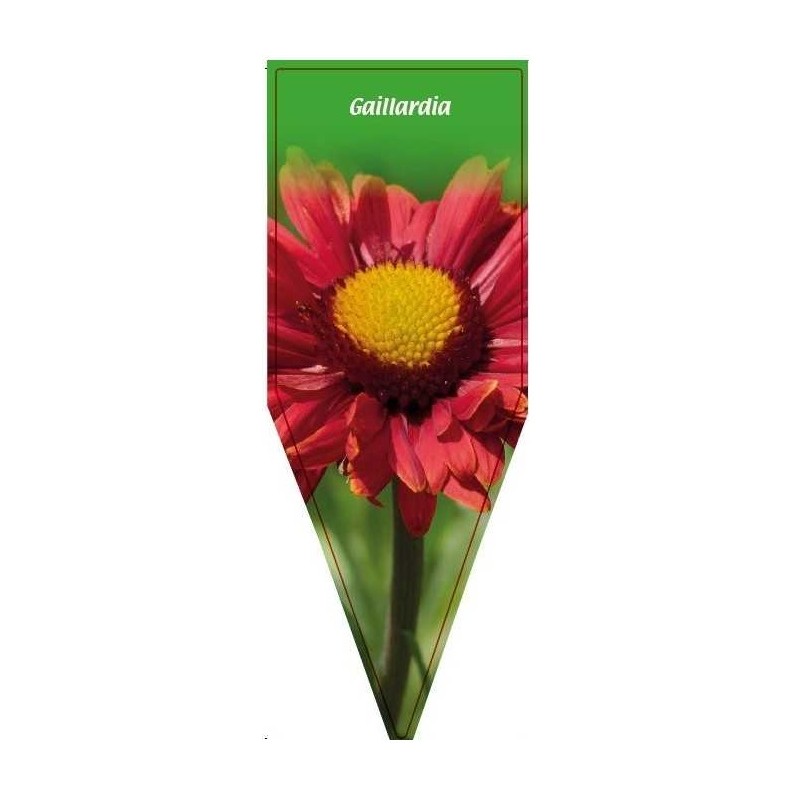 gaillardia-rot-a0