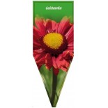 gaillardia-rot-a0