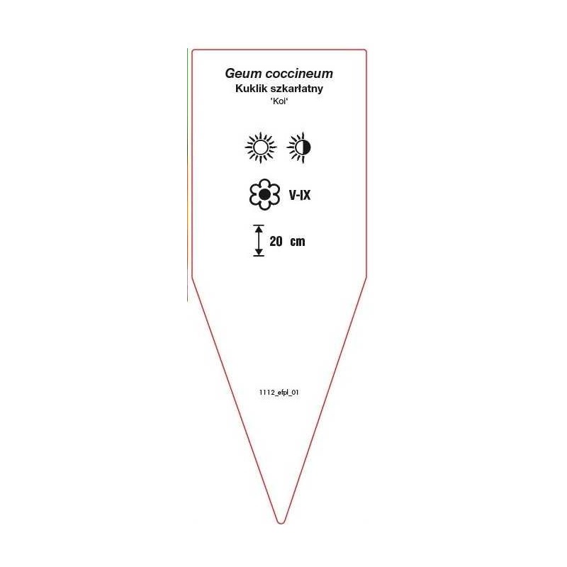 geum-coccineum-kol-1