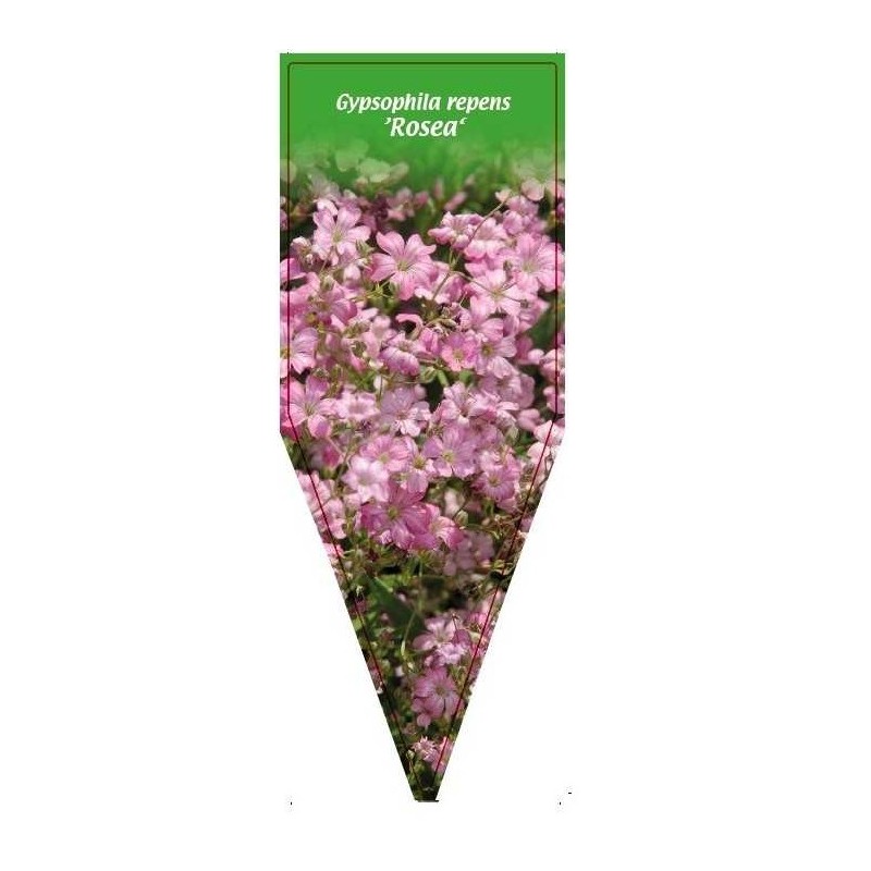 gypsophila-repens-rosea-0