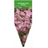 gypsophila-repens-rosea-0