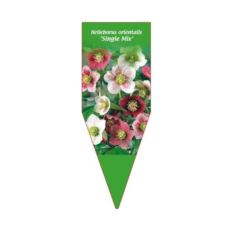 helleborus-orientalis-single-mix-0