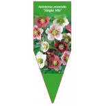 helleborus-orientalis-single-mix-0