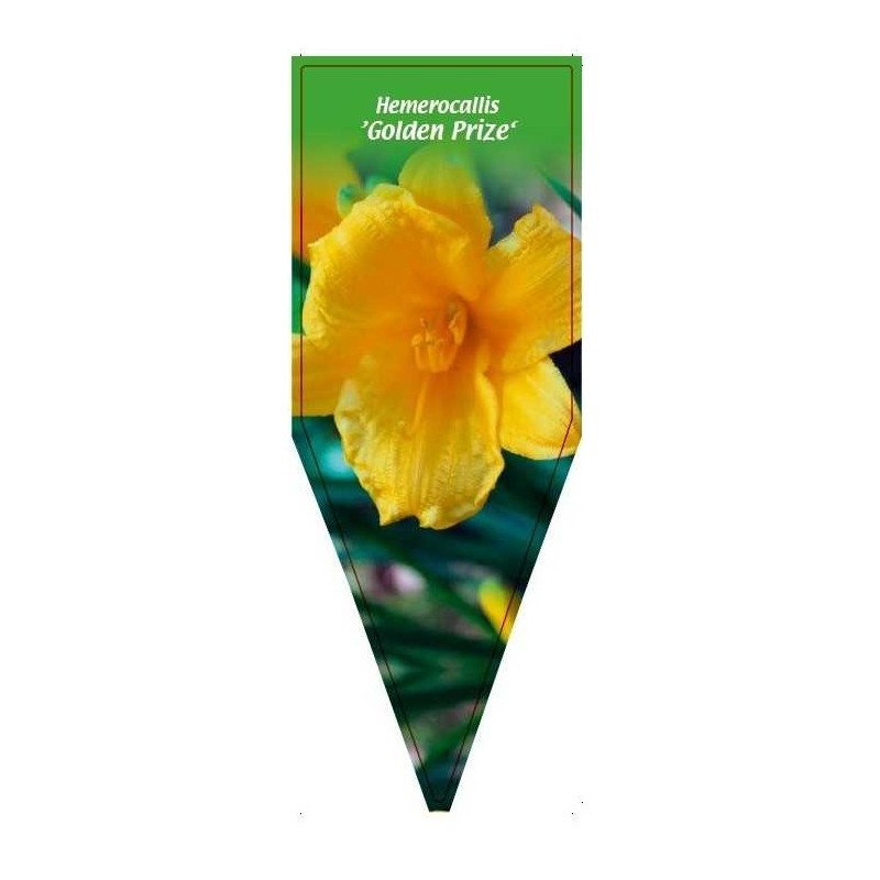 hemerocallis-golden-prize-b0