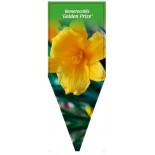 hemerocallis-golden-prize-b0