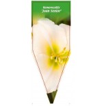 hemerocallis-joan-senior-0