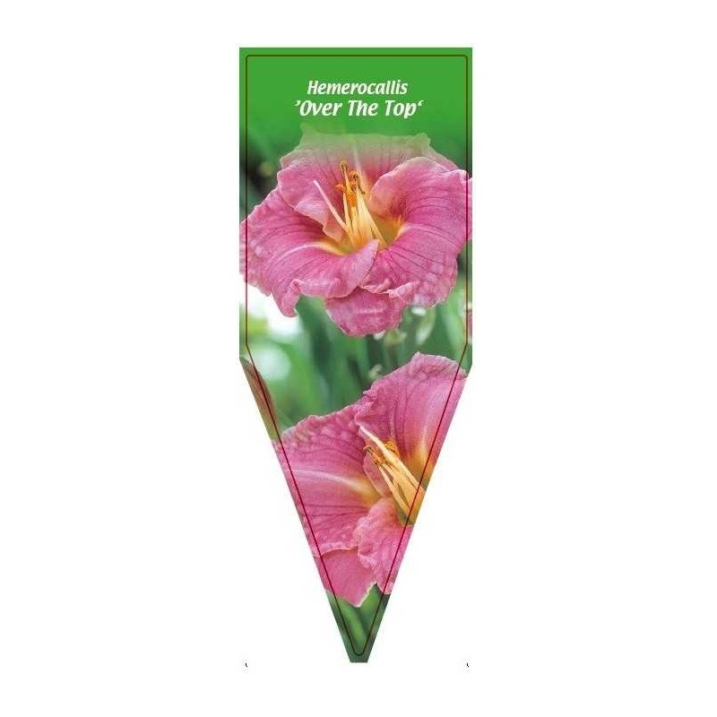 hemerocallis-over-the-top-b0