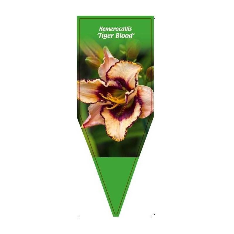 hemerocallis-tiger-blood-0