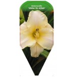 hemerocallis-white-tie-affair-0