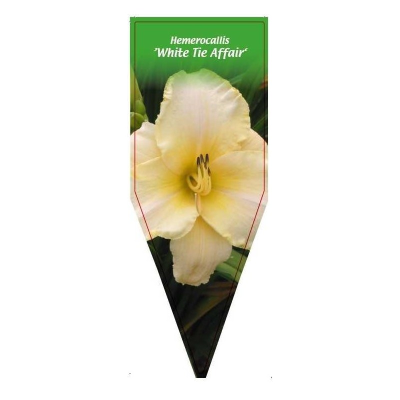 hemerocallis-white-tie-affair-0